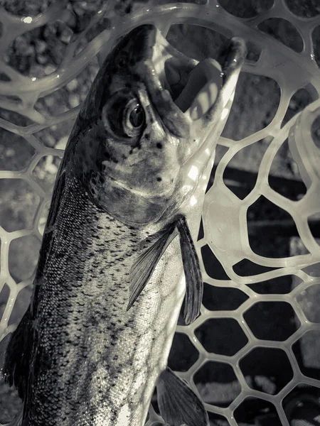 Fishing Fisherman Trout Background — Stock Photo, Image