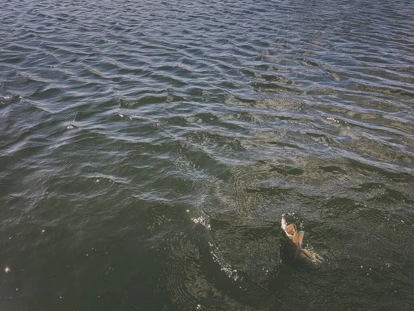 Pesca Lago — Fotografia de Stock