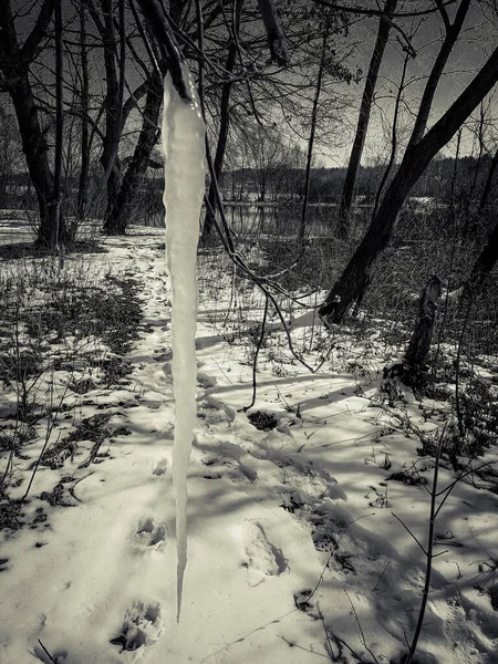 Icicli Albero Inverno — Foto Stock