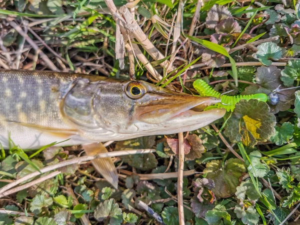 Pesca Riposo Campagna Contesto Sul Tema Della Ricreazione — Foto Stock