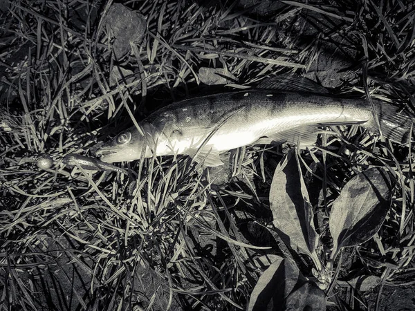 Zander Angeln Auf Dem Fluss Hintergrund — Stockfoto