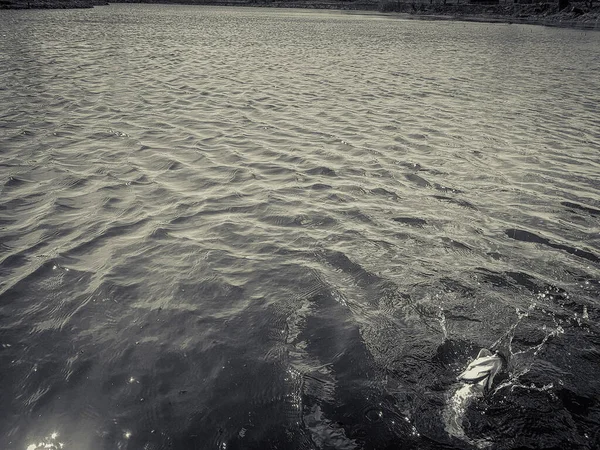 Gölün Arka Planında Balık Tutmak — Stok fotoğraf