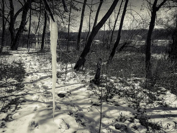 Сосульки Дереве Зимой — стоковое фото