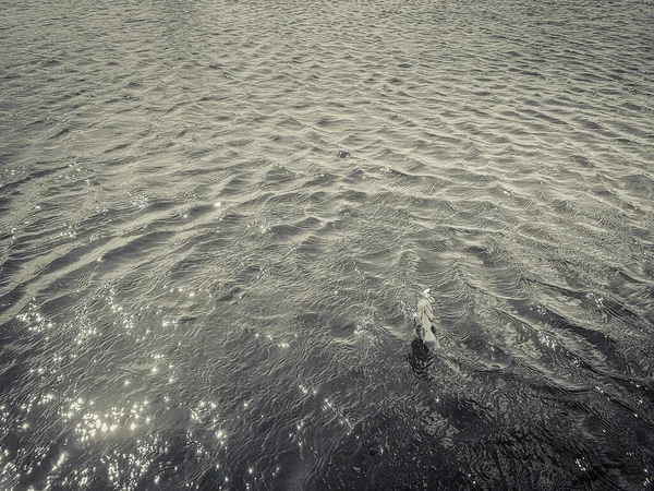 湖の自然を背景に釣り — ストック写真