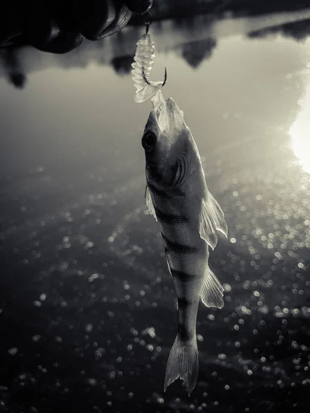 Zander Pesca Sullo Sfondo Del Fiume — Foto Stock