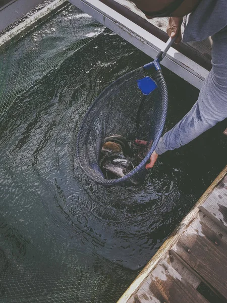 Fiske Fiskaren Och Öring — Stockfoto