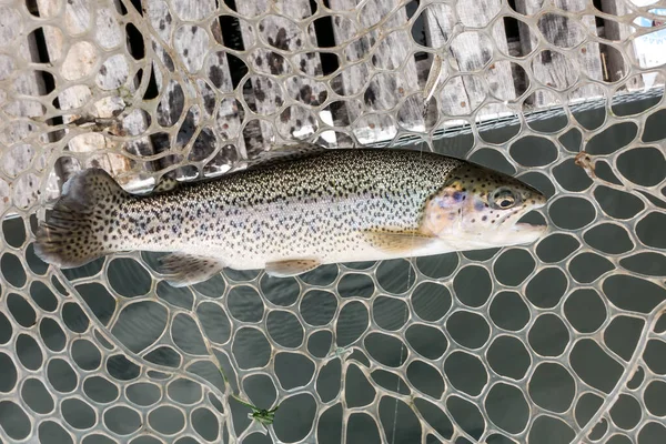 Pesca Esporte Recreação Fundo — Fotografia de Stock