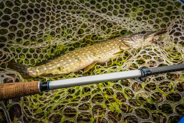 Pesca Lúcio Lago — Fotografia de Stock