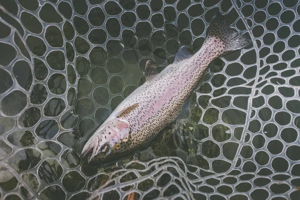 Pesca Alla Trota Sul Lago — Foto Stock