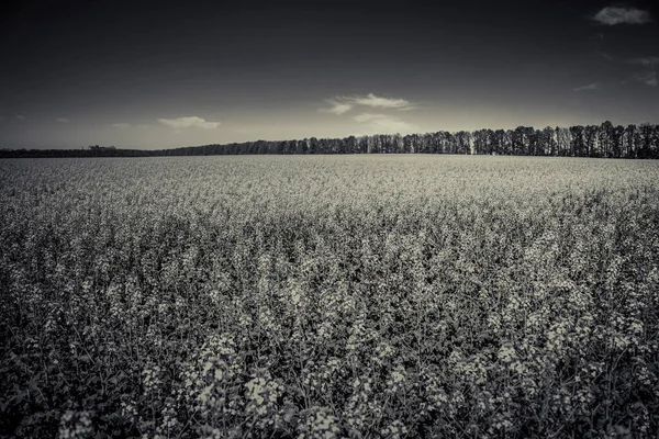 Ein Mädchen Einem Rapsfeld — Stockfoto