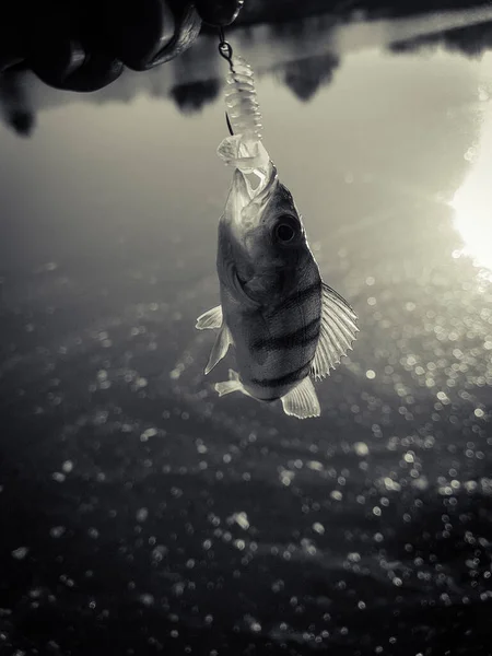 Zander Pesca Sullo Sfondo Del Fiume — Foto Stock