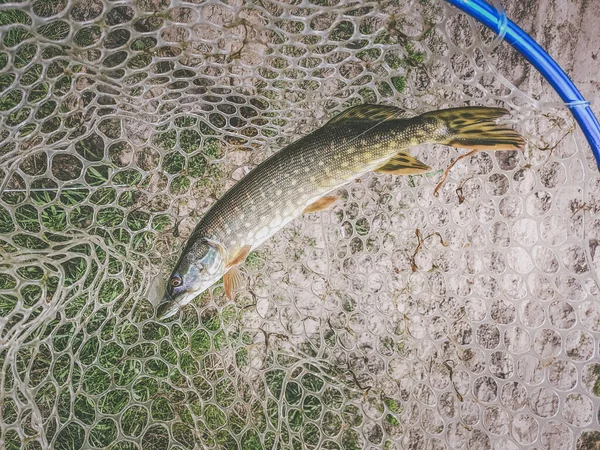 Pesca Sul Lago — Foto Stock