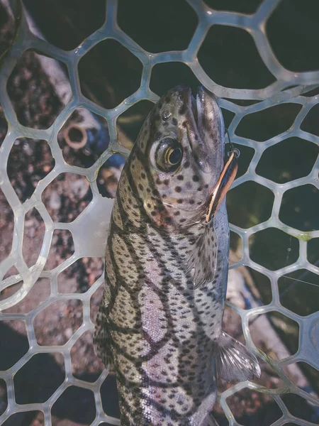 Achtergrondinformatie Een Thema Van Visserij — Stockfoto