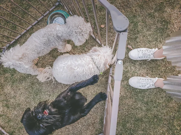 Drie Honden Een Kooi — Stockfoto