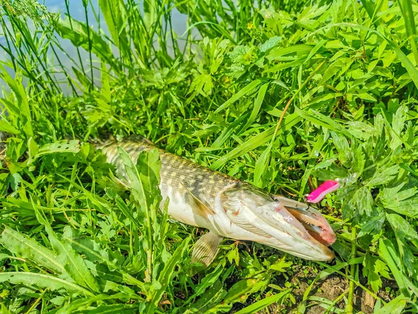 Pesca Descanso Rural Contexto Sobre Tema Recreación —  Fotos de Stock