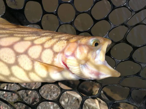 Pesca Esporte Recreação Fundo — Fotografia de Stock