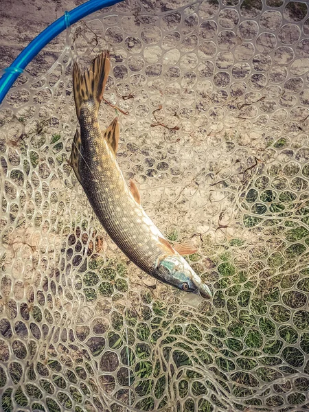 Pesca Sul Lago — Foto Stock