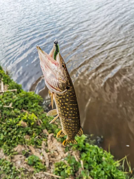 ⬇ Скачать Картинки Улов Щука, Стоковые Фото Улов Щука В Хорошем.