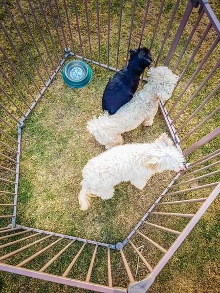 Три Собаки Клітці — стокове фото