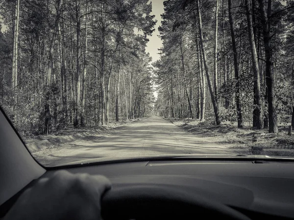 Vacker Skog Väg Natur Bakgrund — Stockfoto