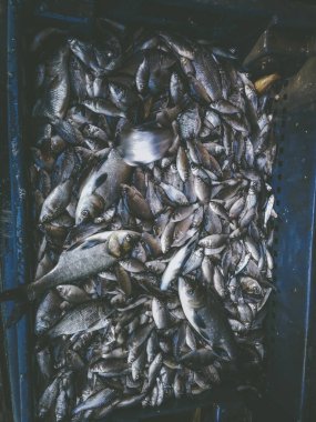 Bir balıkçı tema arka plan