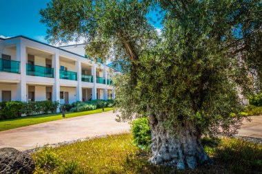 Güzel tatil beldesi. Yeşil ve çiçekler