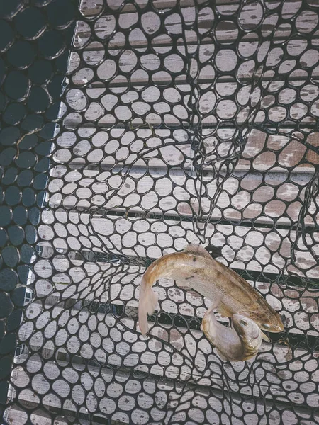 Balık Tutma Balıkçı Alabalık — Stok fotoğraf