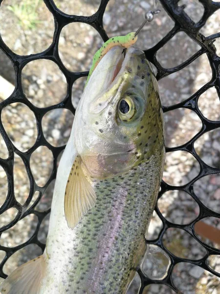 Fishing Sport Recreation Background — Stock Photo, Image