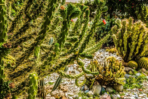 Beautiful Seaside Resort Green Flowers — Stock Photo, Image