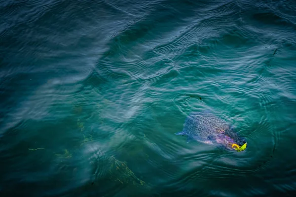 湖でのマス釣り — ストック写真