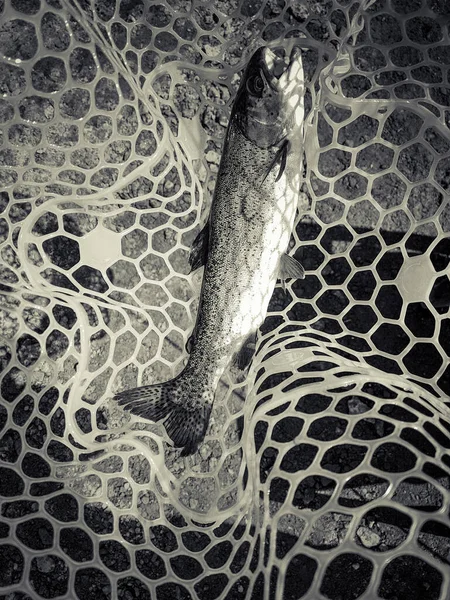 Pescar Pescador Trout Background — Fotografia de Stock