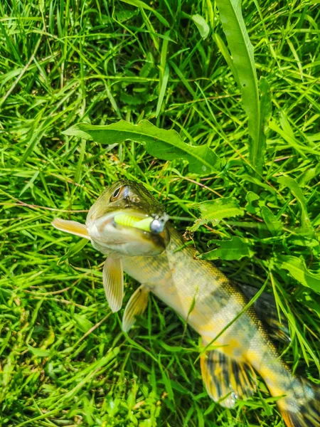 Pesca Descanso Rural Antecedentes Sobre Tema Recreação — Fotografia de Stock