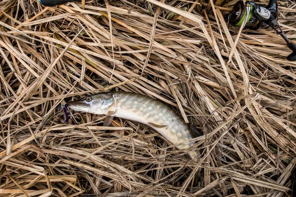 Pêche Sport Loisirs Fond — Photo