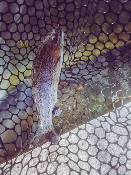 Fishing Fisherman Trout — Stock Photo, Image