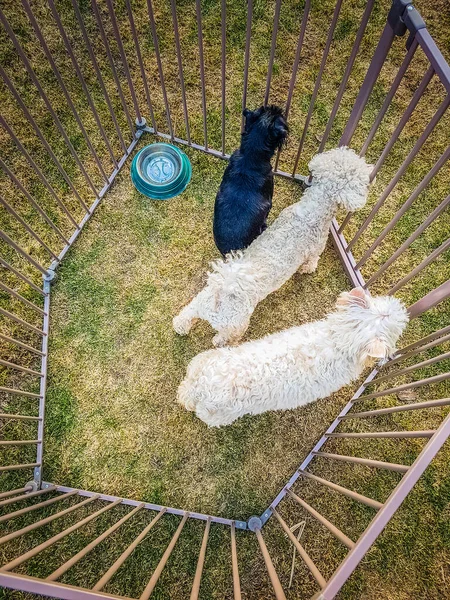 Trzy Psy Klatce — Zdjęcie stockowe