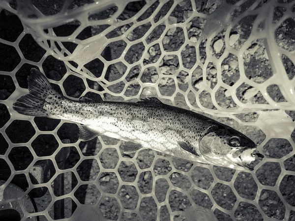 Balık Tutmaya Balıkçılık Alabalık — Stok fotoğraf