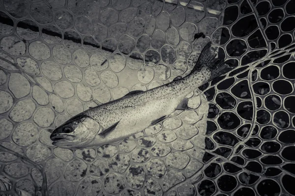 Pesca Alla Trota Sul Lago — Foto Stock