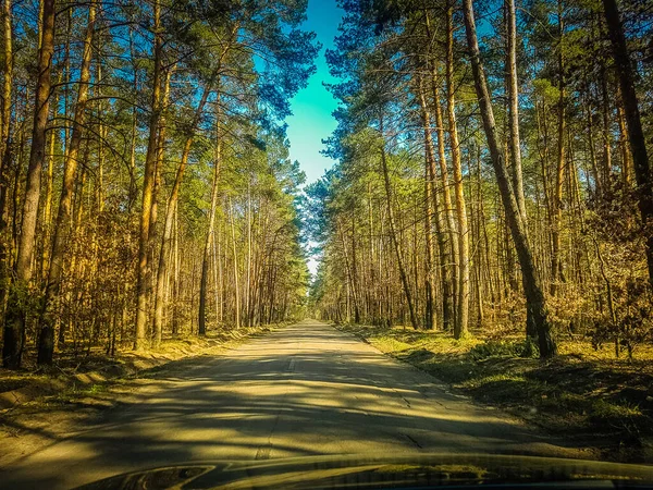 Mooie Bosweg Achtergrond — Stockfoto