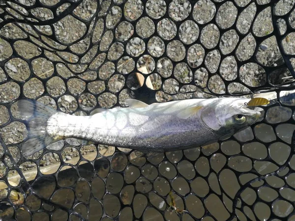 Pesca Esporte Recreação Fundo — Fotografia de Stock