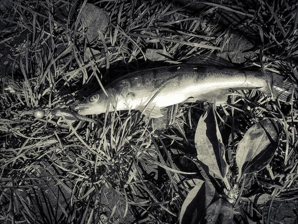 Риболовля Зандері — стокове фото