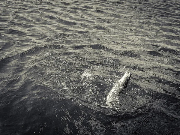 Pesca Fundo Recreação Lago — Fotografia de Stock