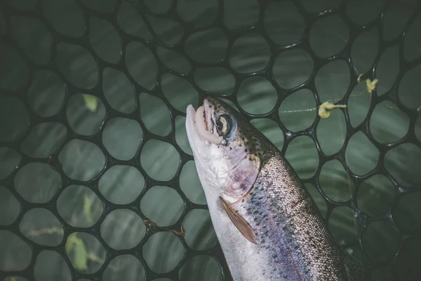 Pesca Alla Trota Sul Lago — Foto Stock