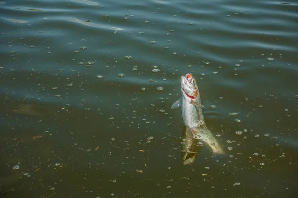 Pesca Del Luccio Sul Lago — Foto Stock