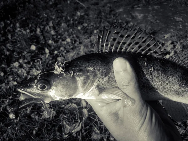 Nehir Arka Planında Zander Avı — Stok fotoğraf