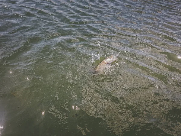 Pesca Lago — Fotografia de Stock