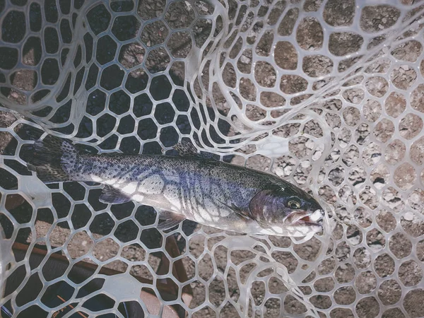 Balık Tutma Balıkçı Alabalık — Stok fotoğraf