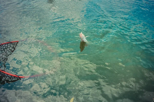 Trout Fishing Lake — Stock Photo, Image