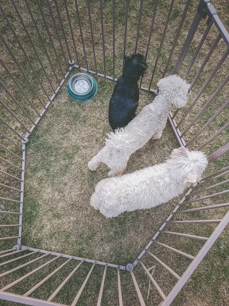 Drei Hunde Käfig — Stockfoto
