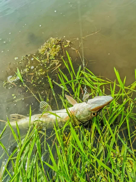 Pesca Riposo Campagna Contesto Sul Tema Della Ricreazione — Foto Stock