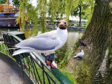 Güzel bir parkta çitin üzerindeki martı.